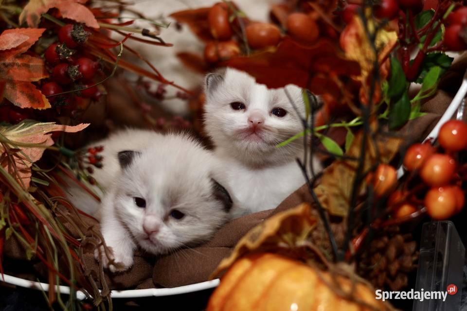 Ragdoll bracia bicolor Piorunówek