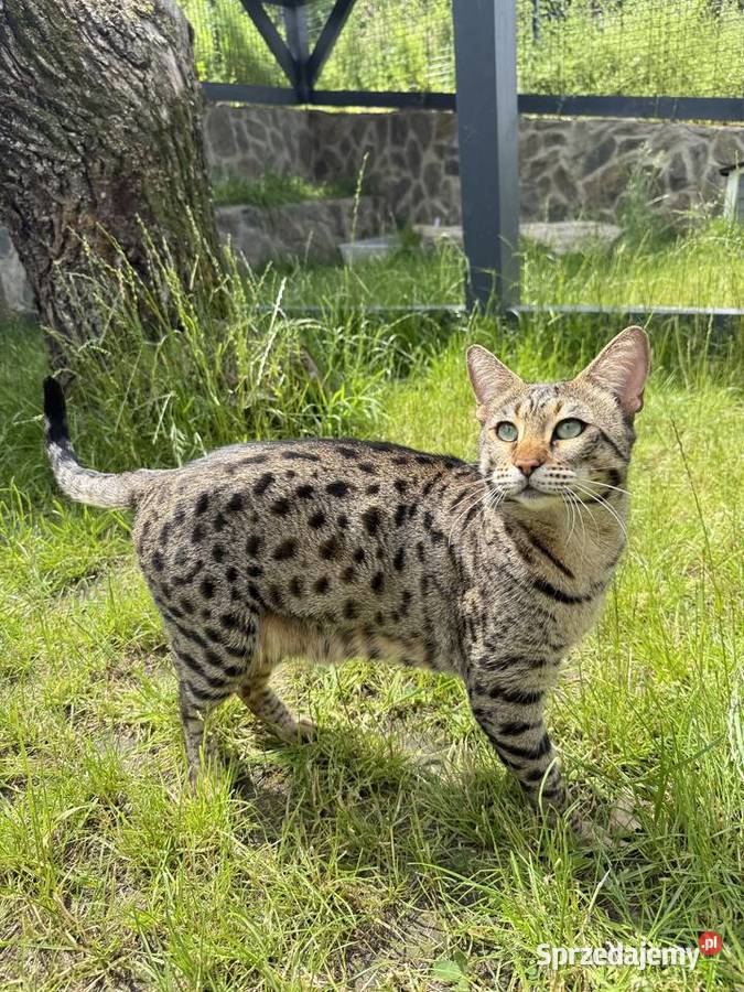 Savannah F3 Rihanna Kraków sprzedam