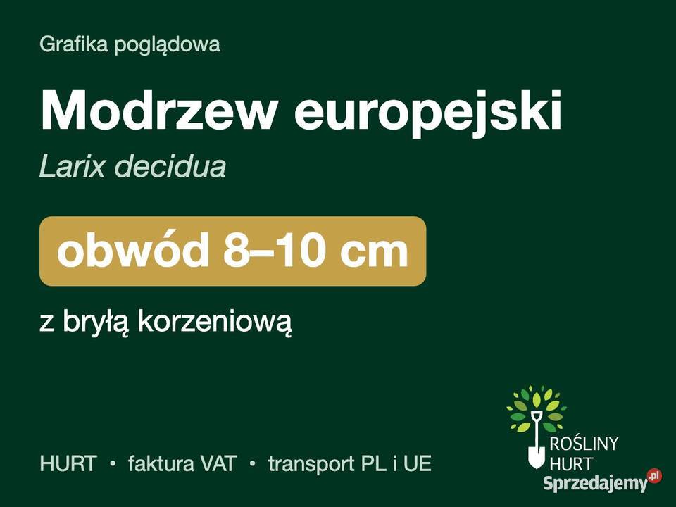 Modrzew europejski Larix decidua obwód 810 z