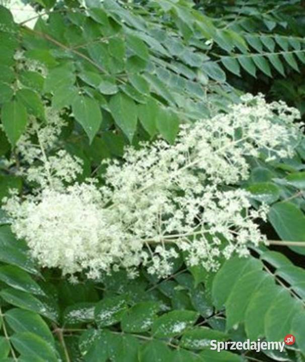 ARALIA JAPOŃSKA Aralia elata NASIONA 1000 sztuk Lubanie