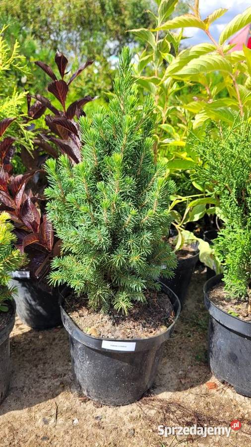 Świerk biały Conica Picea Glauca wielkopolskie Pogorzela