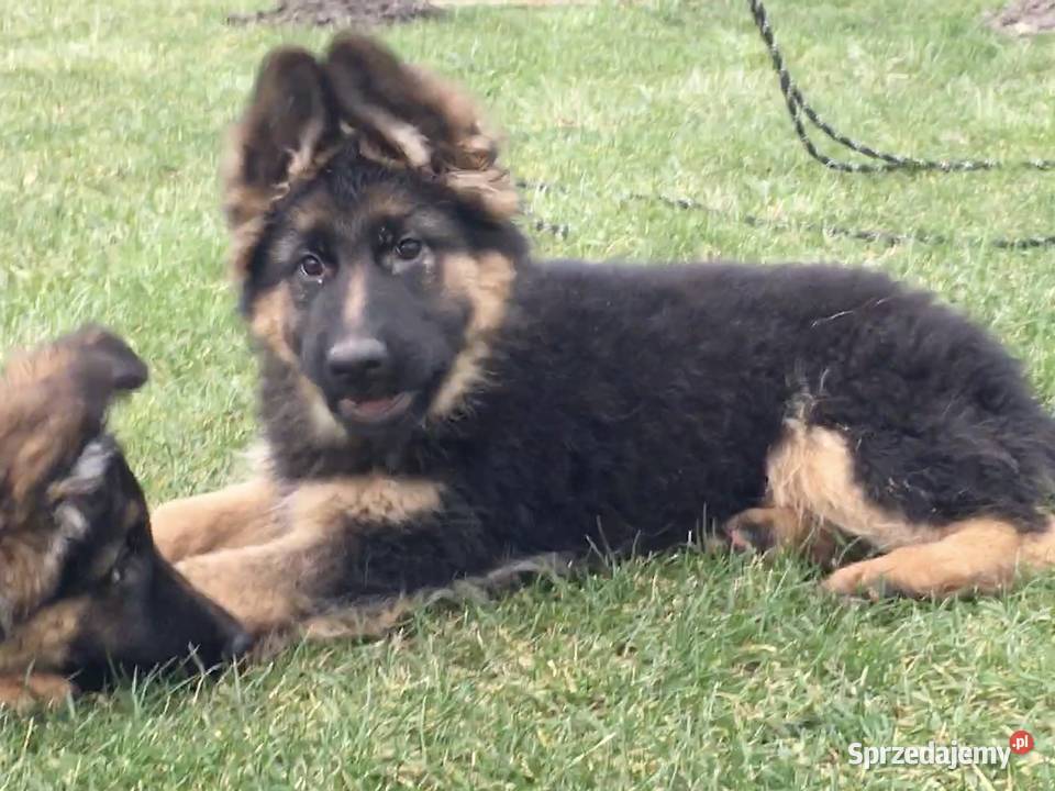 Szczeniaki owczarek niemiecki długowłosy wielkopolskie Kiszkowo