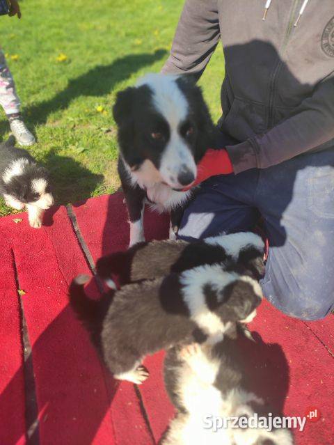 Border collie szczeniaki z rodowodem Błaszki