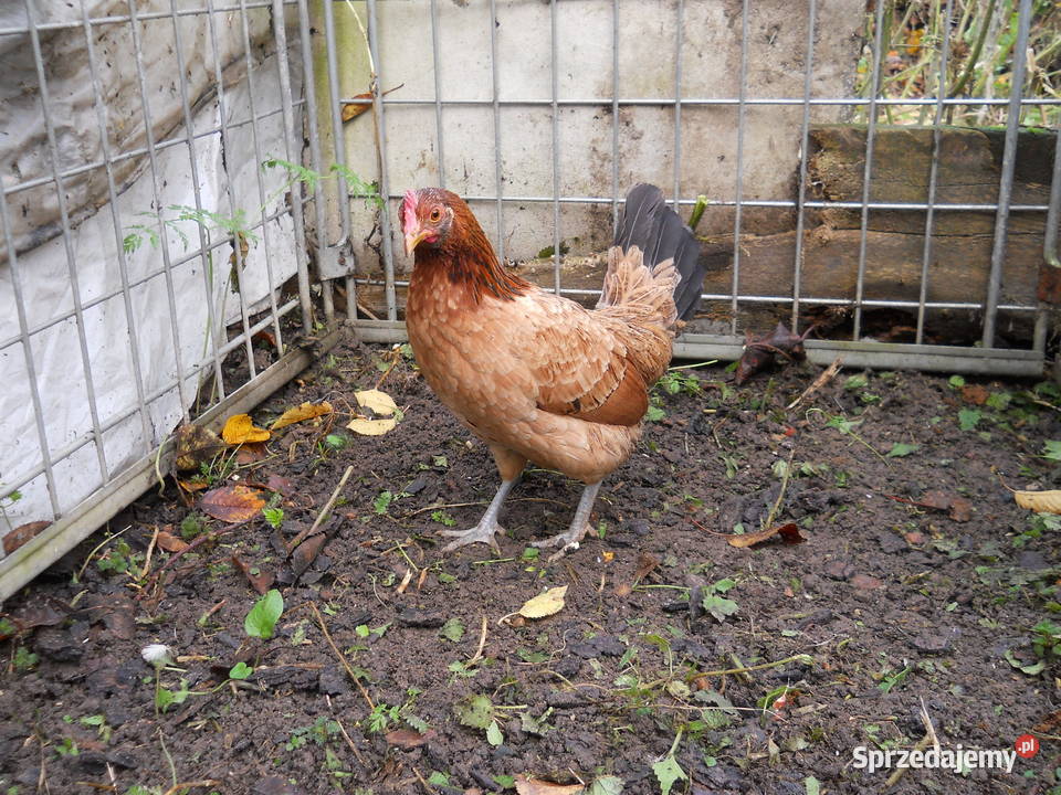 Liliputki złociste i srebrzyste para kogut kura łódzkie Kutno
