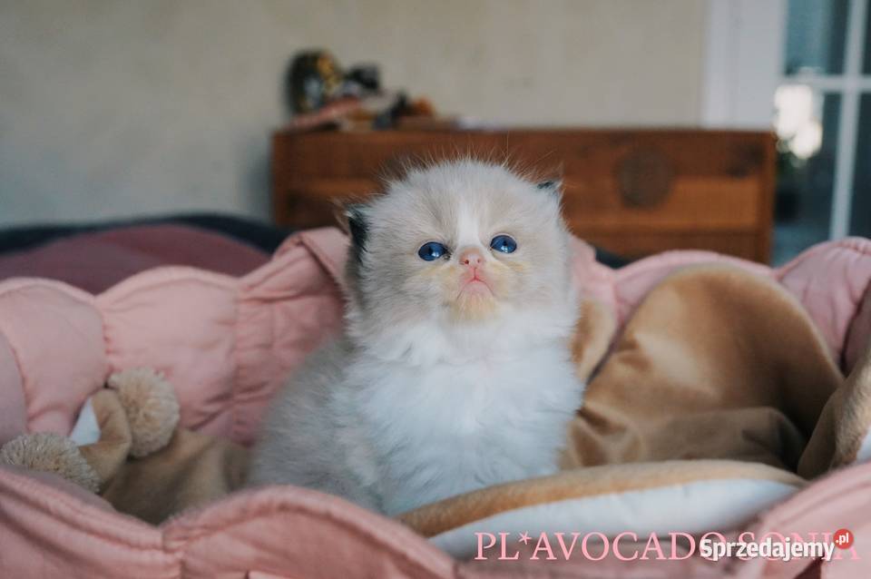 RAGDOLL przepiękne kocięta z hodowli AVOCADO Wrocław
