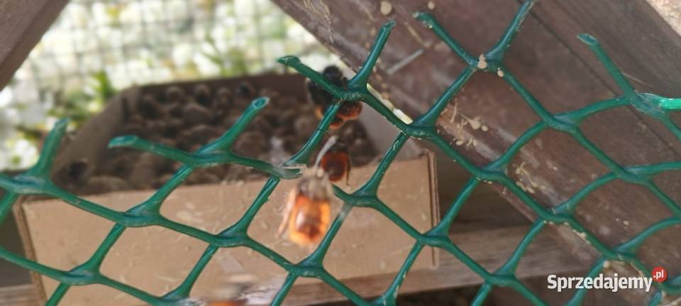 Kokony pszczoły rogatej faktura VAT Rr Buchałowice sprzedam