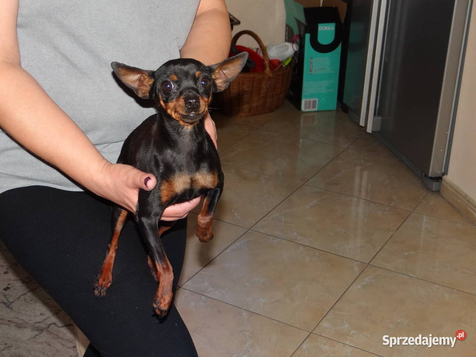 Ratlerek miniaturka piesek 8 tygodni Wierzbica sprzedam