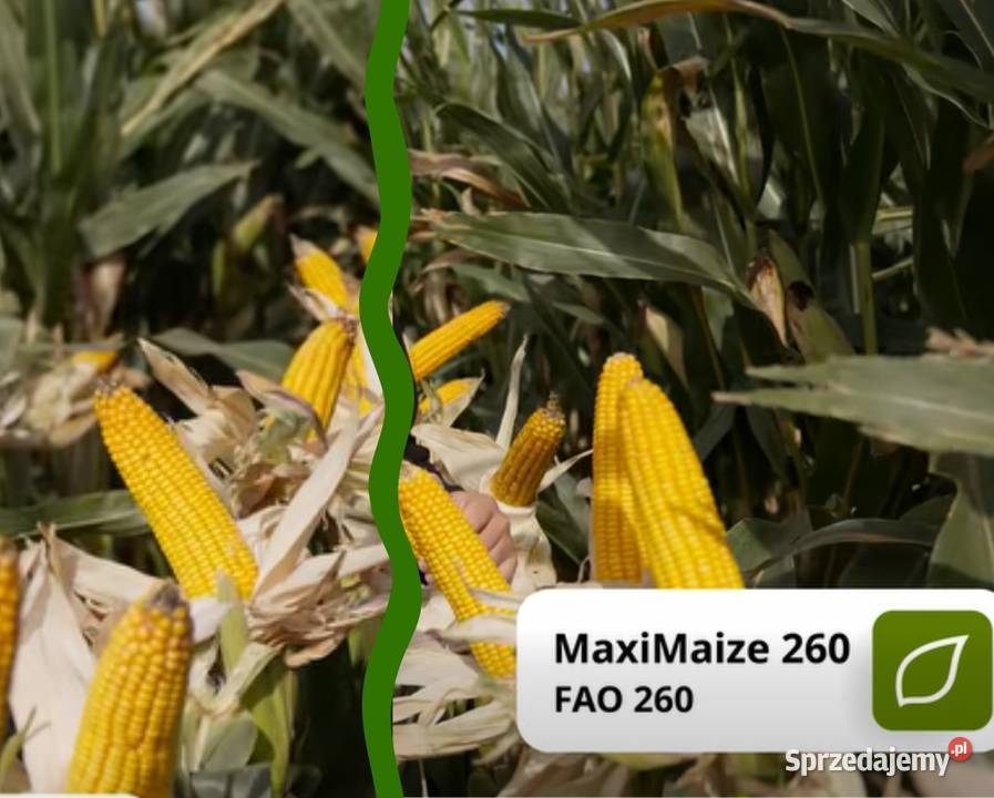 Kukurydza na kiszonkę biogaz MaxiMaize FAO 260 wielkopolskie Strzałkowo