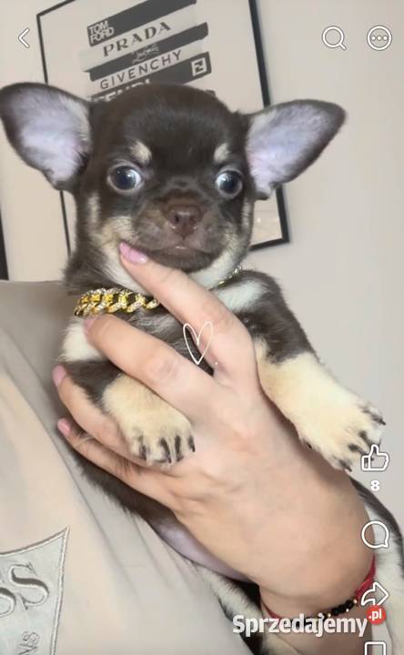 Chihuahua długowłosy piesek choco tan badania Chihuahua Bełchatów