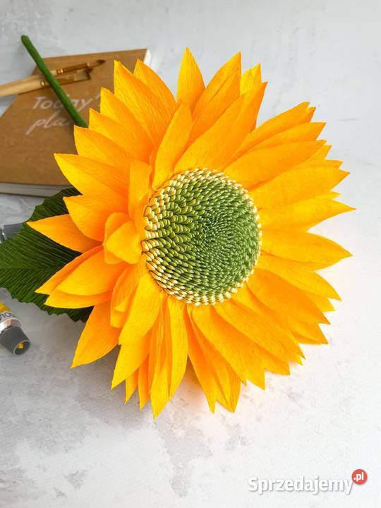 Słonecznik rozmiar L Zielona Góra