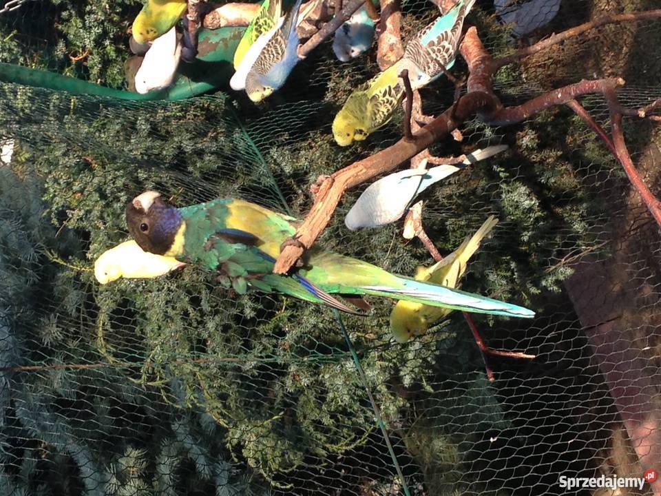 Kragen Bernard Wawrzeńczyce