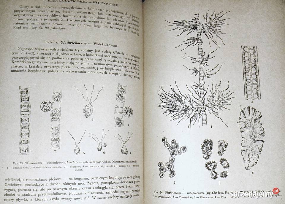 Zarys systematyki roślin Jakub Mowszowicz Chełm sprzedam
