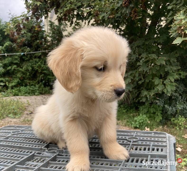 Golden Retriever