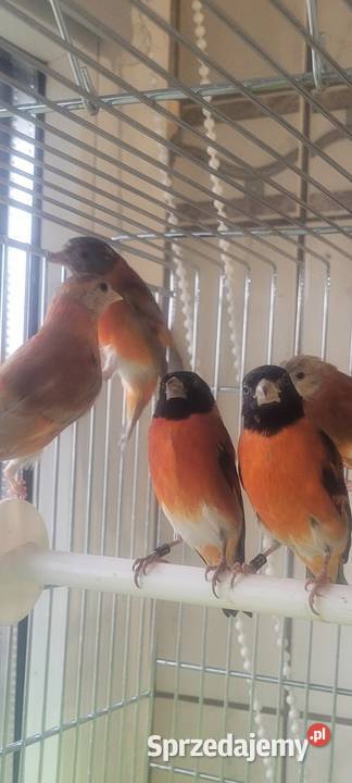 Czyżyki Czerwone małopolskie sprzedam