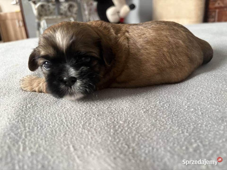 Piesek shih tzu mazowieckie
