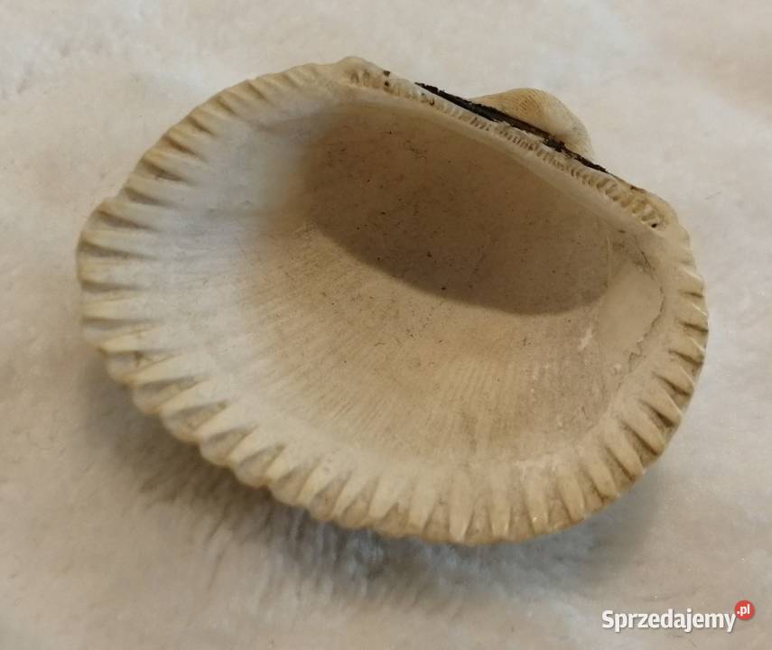 Muszla 35 68 Kreatywne Czeladź