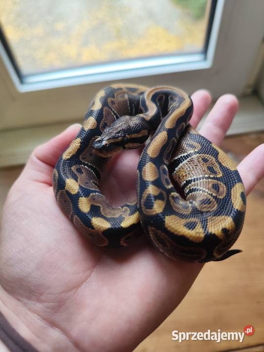 Samiczka pyton królewski classic mazowieckie Pruszków