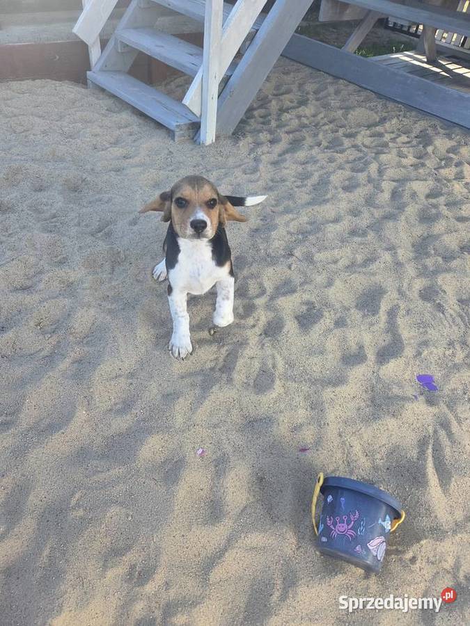 Beagle Tricolor Szczeniaki Zwierzęta Ciechanów