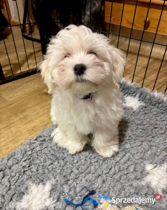 Hawańczyk JERRY ulubiony kot Frediego Mercury Pogórze