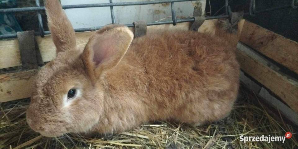 Króliki Łomża