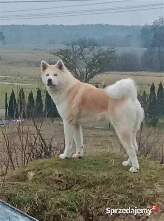 Akita Inu czerwone i białe Radzyń Podlaski