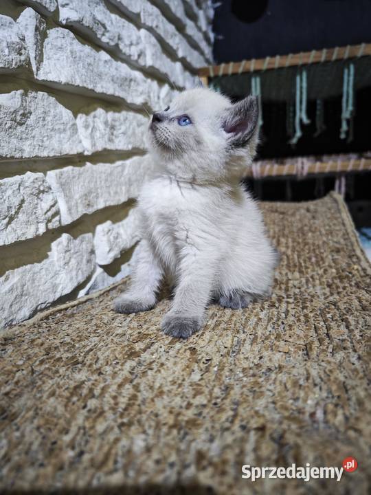 Kocięta brytyjskie point FPL Żory