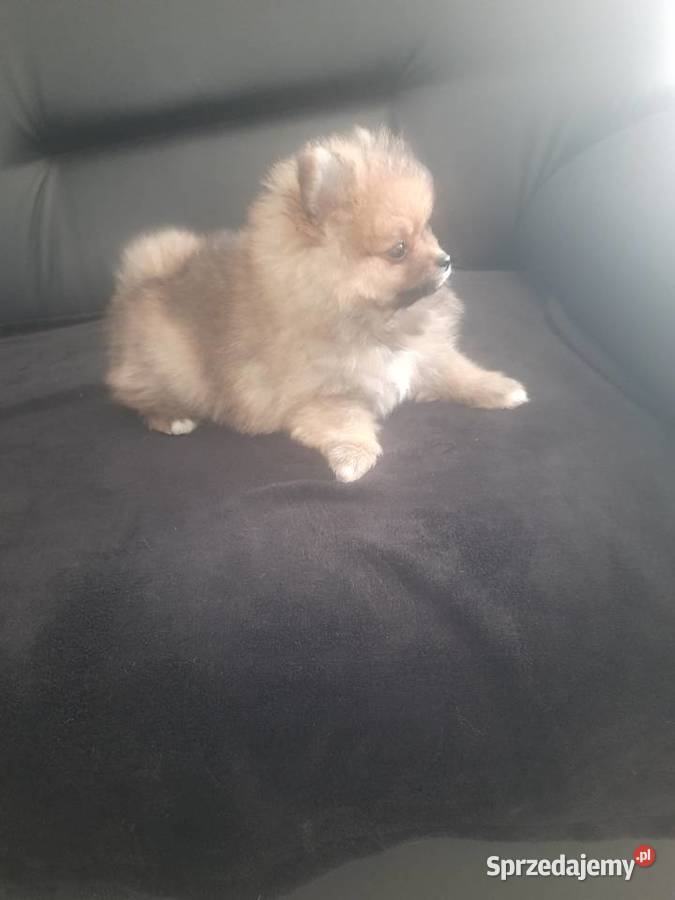 piekny-szpic-miniaturowy-pomeranian-hodowla-coco-club-radom