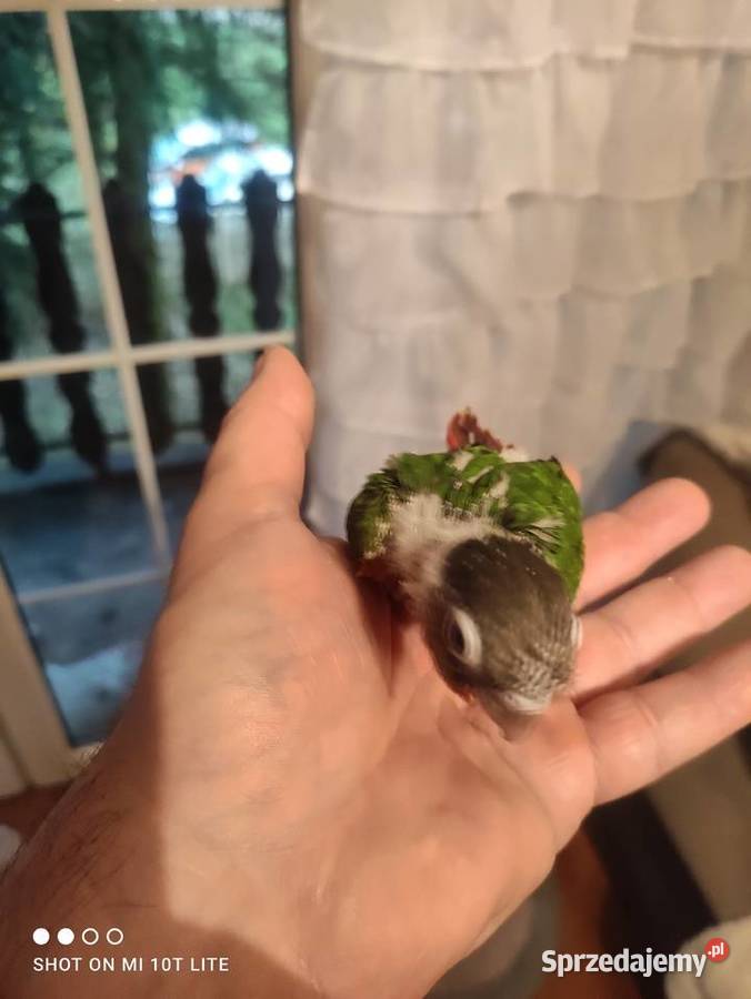 Rudosterki ręcznie karmione sprzedam łódzkie Zgierz