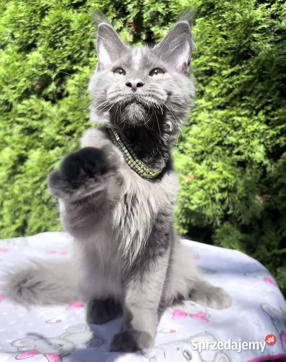 Maine Coon wielka i piękna Rumba Wińsko
