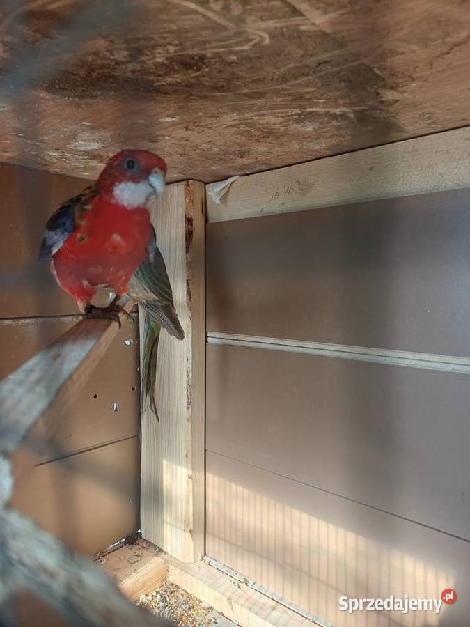 Rozella białoca samiec Przemyśl