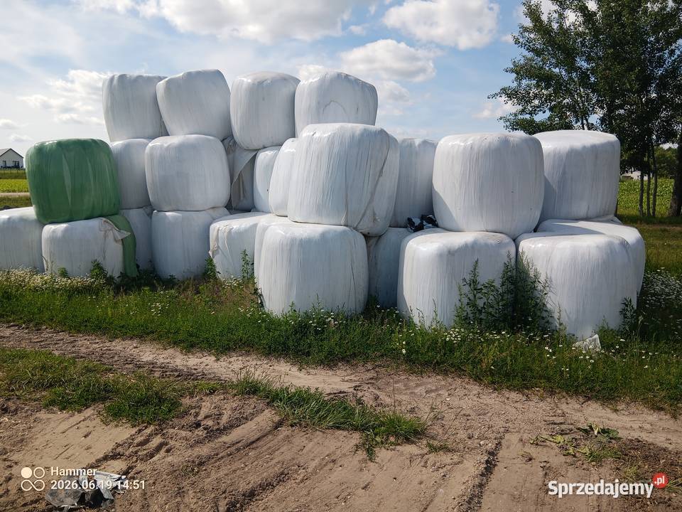 Sprzedam bele suche Trawy, słoma Pniewo