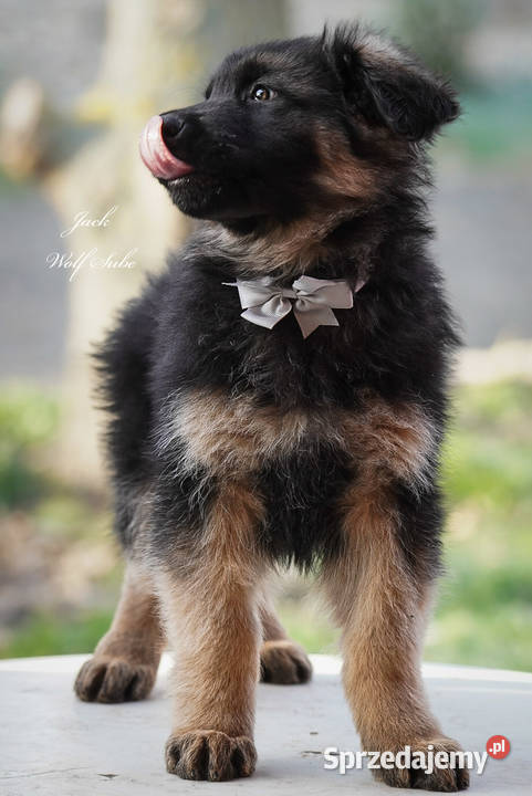 Owczarek niemiecki długowłosy ZKwP FCI z pełną Ozorzyce sprzedam