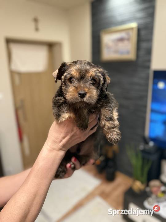 Piękne Yorki z rodowodem wychowane w domowych lubelskie Wysokie