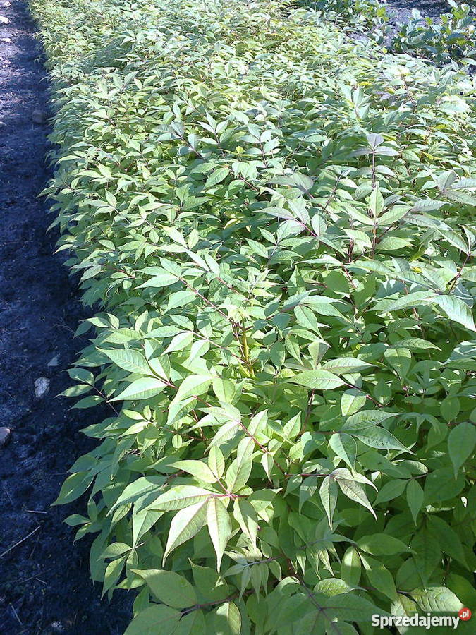 drzewa miododajne sadzonki Korkowiec amurski Orońsko sprzedam