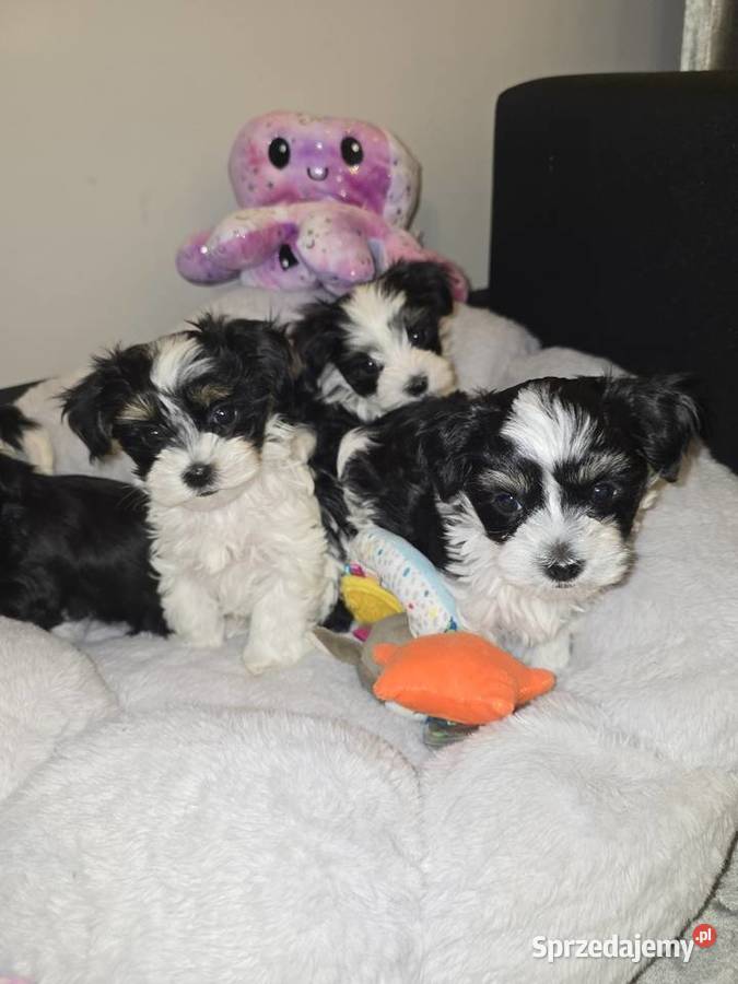 Sliczne pieski i suczki Hybryda YorkMaltańczyk Maltańczyk podkarpackie Rzeszów