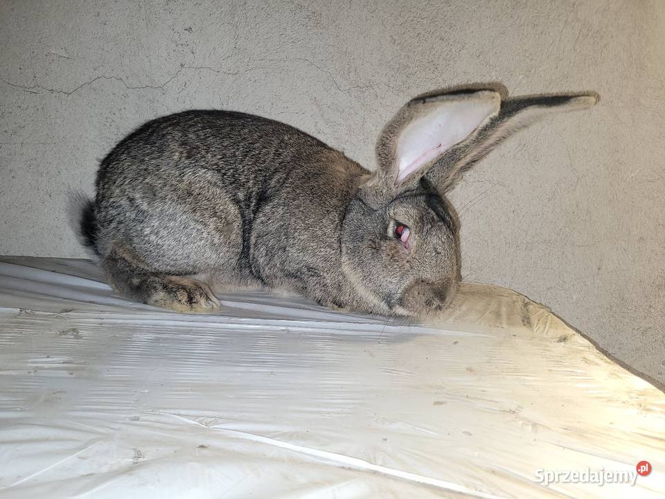 Belg olbrzymi samiec marzec 2025 Augustów