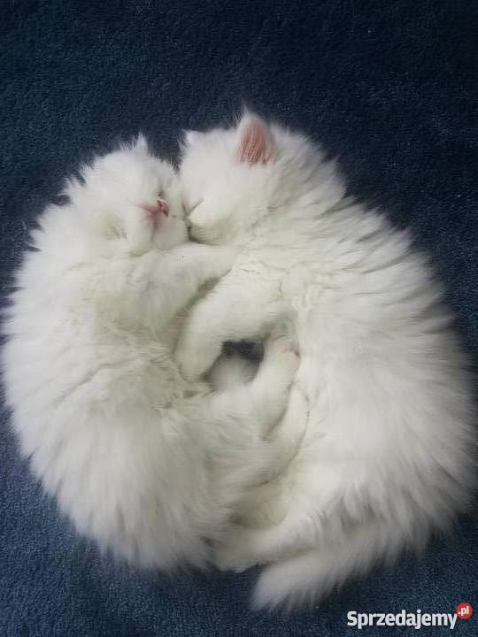 persy białe i rudy Rzeszów