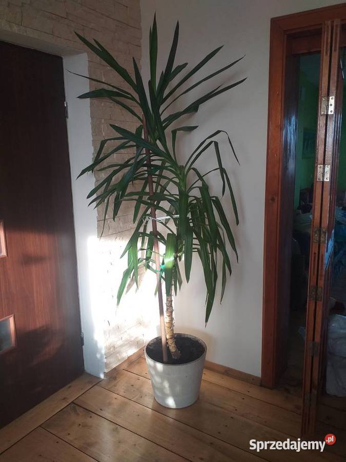 Kwiaty doniczkowe Zduńska Wola