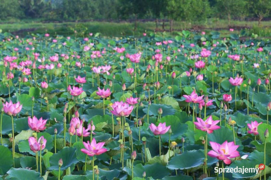 LOTOS ORZECHODAJNY  Nelumbo nucifera NASIONA Lubanie