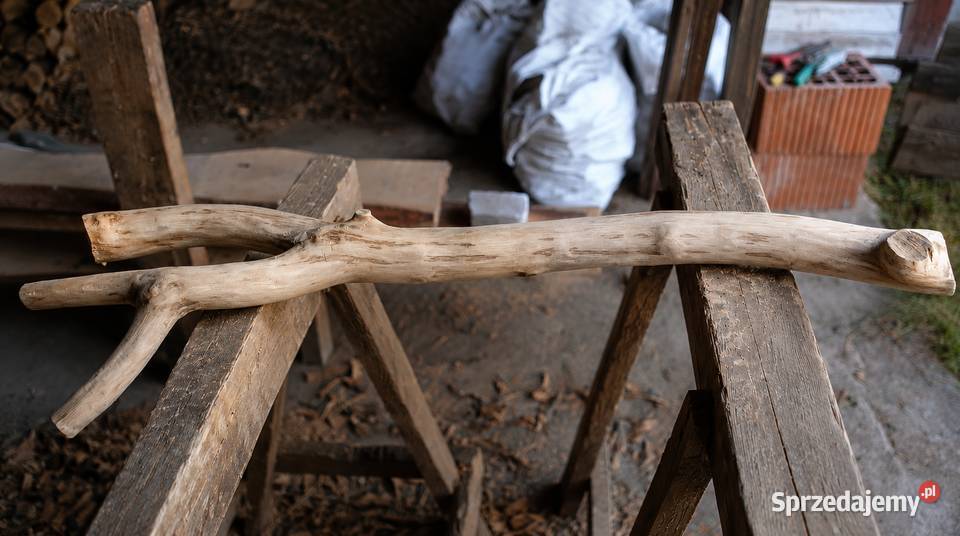 Unikalne pnie dębowe naturalne drewno z Sieradz sprzedam