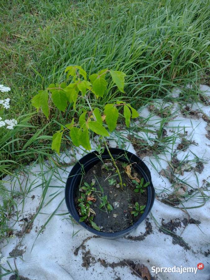 Klon jesionolistny jarzębina złotokap Mauryców