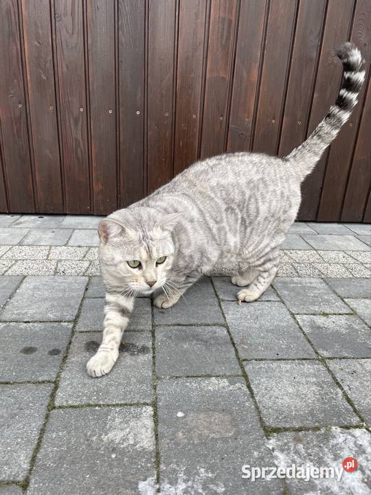 Pohodowlana kotka bengalska Lubliniec sprzedam