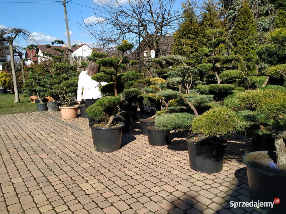 Drzewa i Krzewy Formowane bonsai szkółka Ustroń
