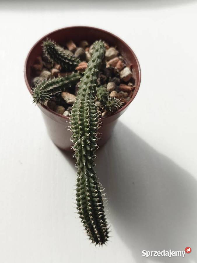 Echidnopsis chrysantha sukulent miniatura