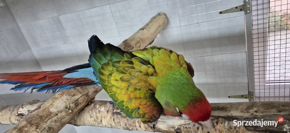 Sprzedam ptaki z 2025 Ptaki Grodzisk Wielkopolski