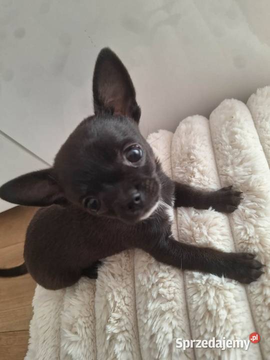 Piesek Chihuahua Busko-Zdrój