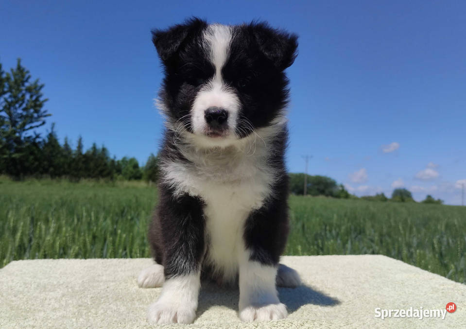 Piękny czarnobiały Border Collie pies ZAFIR z Iwonicz sprzedam
