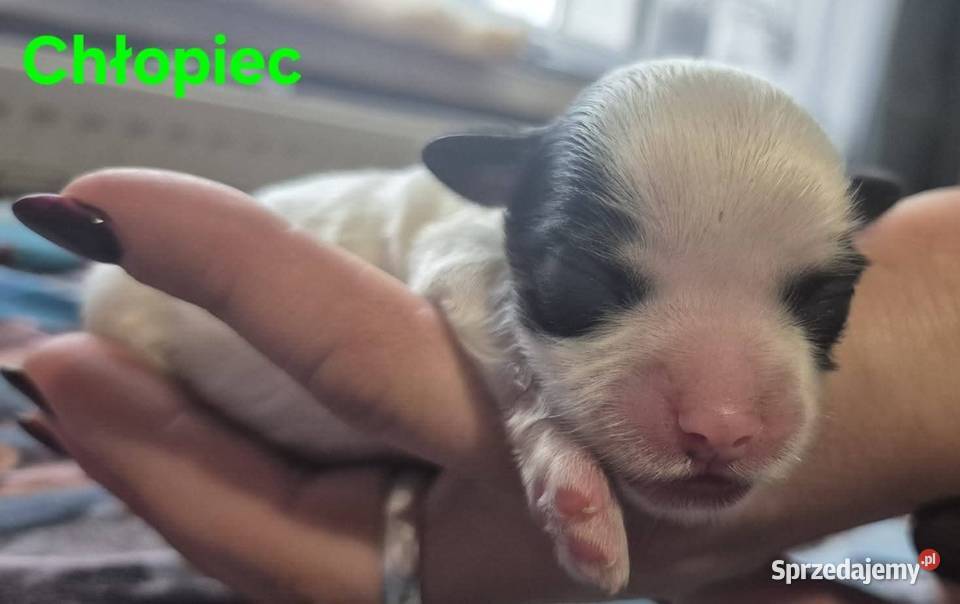 Do Rezerwacji Szczenięta Morkie Pozostałe Konin