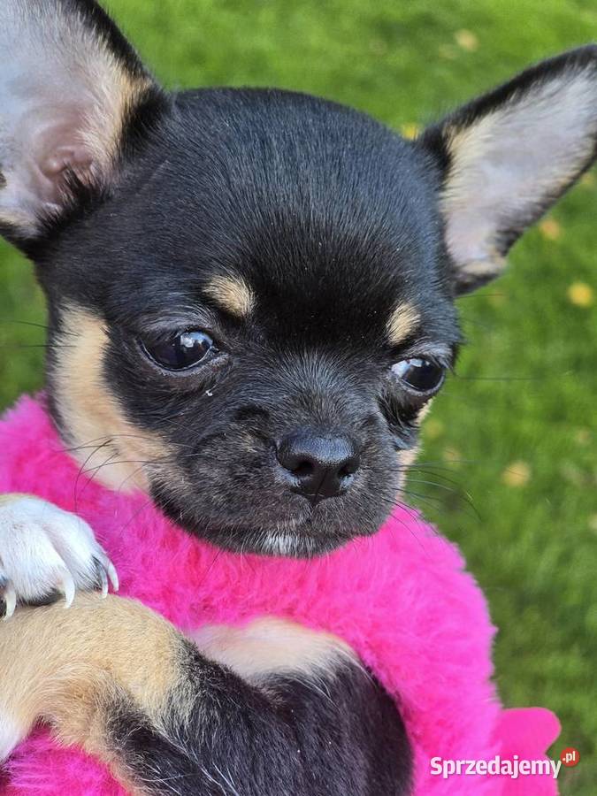 Chihuahua Czarna podpalana śląskie Bielsko-Biała