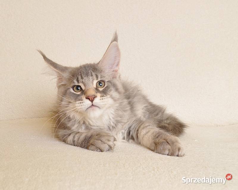 Przepiękny kocurek do Hodowli Legalna hodowla Maine Coon